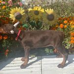 Red Collar is a Doberman Pinscher puppy for sale in Binger, OK